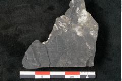 Foto (Detailansicht) von Neuropteris sp.  (NHMW-GEO-2024-0188-10679)